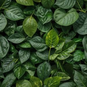 Assessing Climate Accountability: How to Optimize Green Business Practices with Impactful Tools 